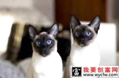 打了猫三联疫苗暹罗猫还会得猫鼻支吗？