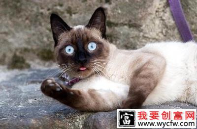 打了猫三联疫苗暹罗猫还会得猫鼻支吗？