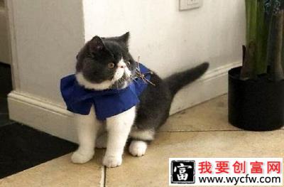 猫咪生病了，吃饭上要做什么改变？