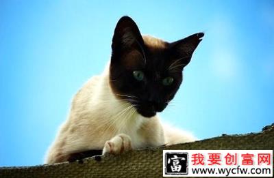 猫咪生病了，吃饭上要做什么改变？