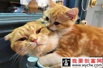 小猫应该如何喂养？需要注意什么？