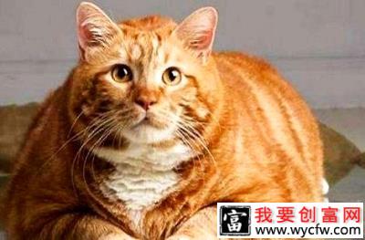 母猫怀孕需要额外补充营养吗？