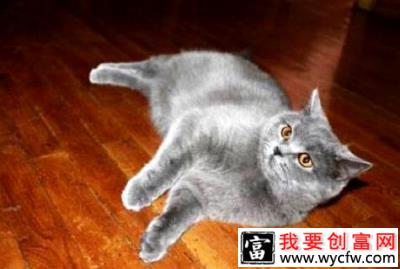 宠物出国手续怎么办理？宠物出国
