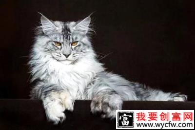 缅因猫为什么不能养？缅因猫介绍
