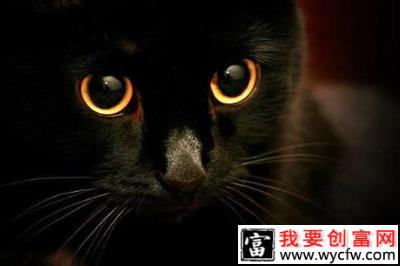 玄猫和孟买猫哪个好？玄猫和孟买猫的区别
