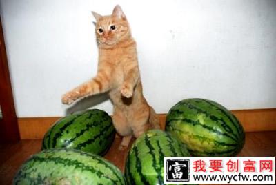 猫可以吃西瓜吗？猫吃西瓜