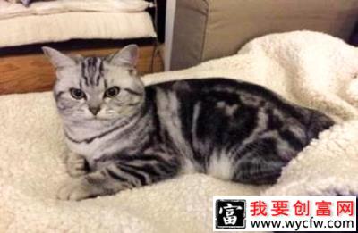 猫寿命是多少年？猫可以活多久？
