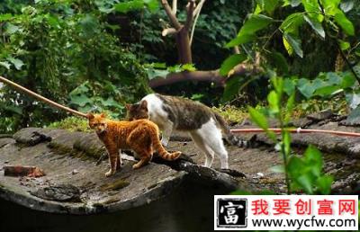 四川简州猫温顺吗