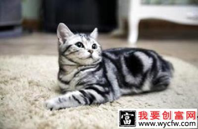 小猫吃什么？猫吃什么能长胖？