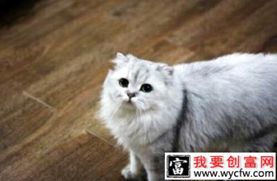 金吉拉猫性格怎么样？金吉拉猫性格介绍