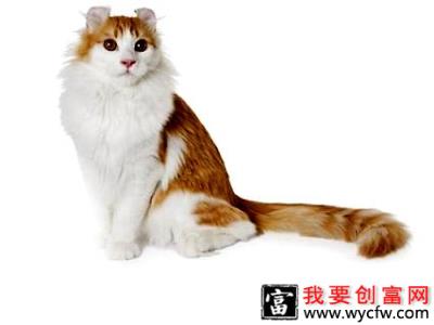 美国卷耳猫多少钱一只？美国卷耳猫价格