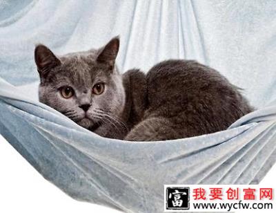 卡尔特猫多少钱一只