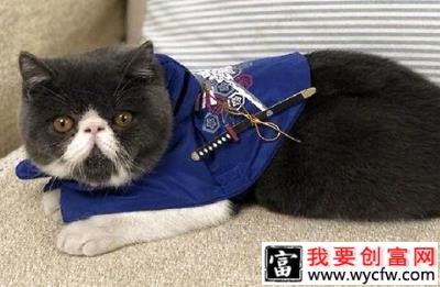 猫草和化毛膏哪个对猫咪更好？