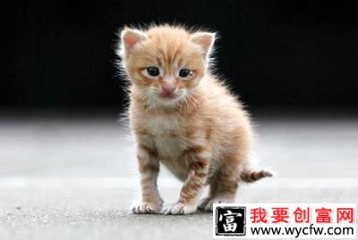 买猫买几个月的最好？猫咪购买常识