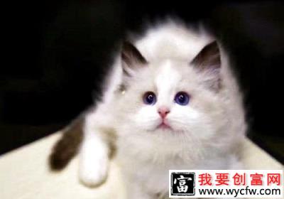 养布偶猫一个月的花费？养一只布偶猫的感觉