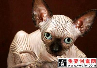 没有毛的猫多少钱一只？加拿大无毛猫价格