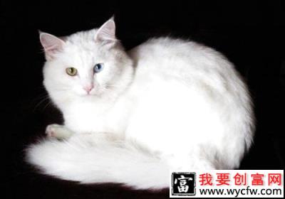 土耳其安哥拉猫多少钱？土耳其安哥拉猫价格