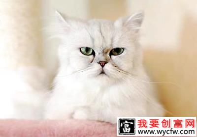金吉拉猫好养吗？金吉拉猫吃什么？