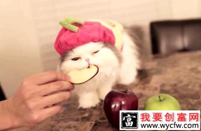 猫咪能不能吃水果