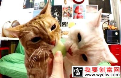 猫吃水果3.jpg