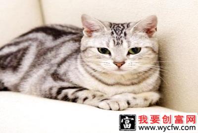 猫最喜欢吃什么？猫吃什么好