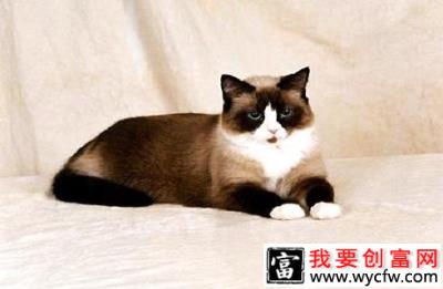 雪鞋猫好养吗？雪鞋猫饲养