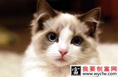 布偶猫和暹罗猫哪个好？布偶猫和暹罗猫区别