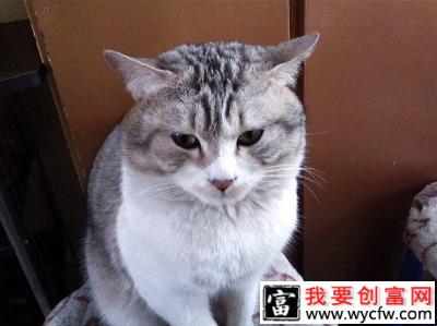 如何梳理猫咪毛发？猫咪毛发梳理注意些什么呢