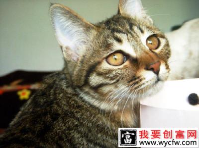 加州闪亮猫的清洁护理