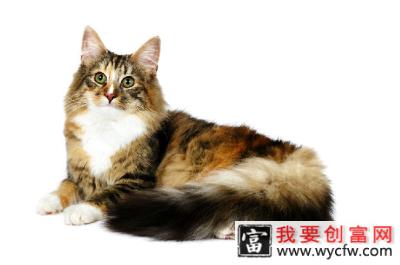 宠物猫之缅因猫，缅因猫有什么特点