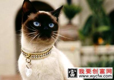 怎么训练暹罗猫和其他宠物相处？