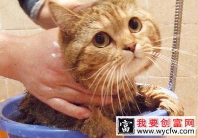 为什么猫咪洗澡会受惊？该怎么办？