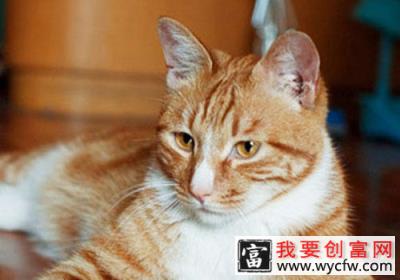 猫咪的简单美毛法