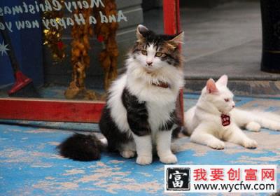 新猫入家门：怎么把它介绍给其他猫？