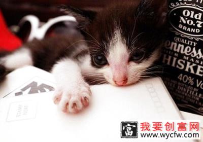 养猫需满足猫咪每日营养需求