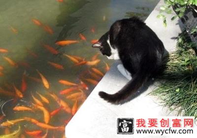 猫咪神奇技能:尾巴钓鱼？