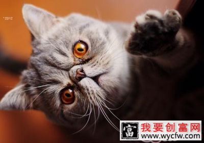猫咪舌头的特点