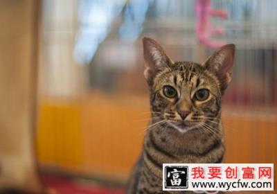 猫多大可以吃猫草