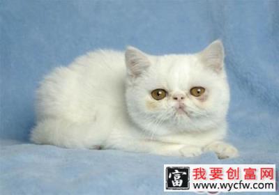 如何让猫咪学会独处