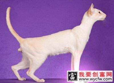 重点色短毛猫的养护知识