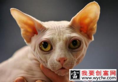 加拿大无毛猫品种简介