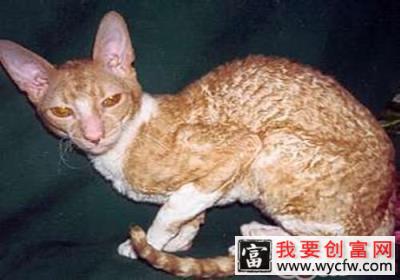 柯尼斯卷毛猫的性格特点