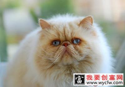 波斯猫配种需要注意的问题