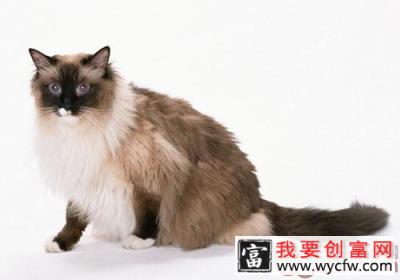 猫咪是否不爱喝水