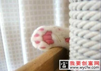 猫咪的汗腺在哪里？