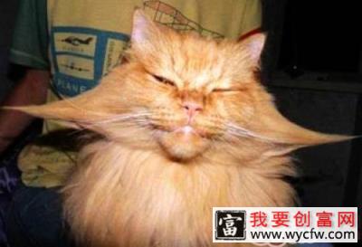 猫咪的胡须到底有什么作用？