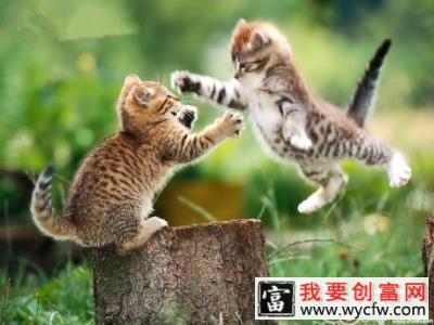 家养宠物猫为啥不喜欢出门