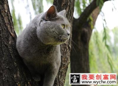 英国短毛猫该怎么样洗澡