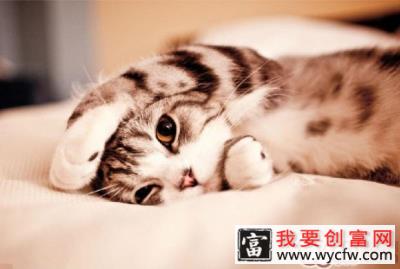 你的猫咪也老了吗？