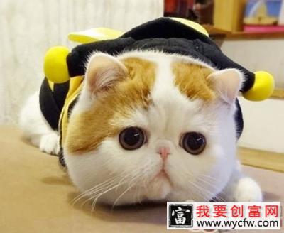 你知道怎么给猫咪掏耳朵吗？